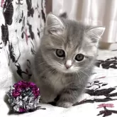 ミヌエット(短足)【福井県・女の子・2025年9月28日・ブルーパッチドタビー】の写真4