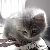 ミヌエット(短足)【福井県・女の子・2025年9月28日・ブルーパッチドタビー】の写真7