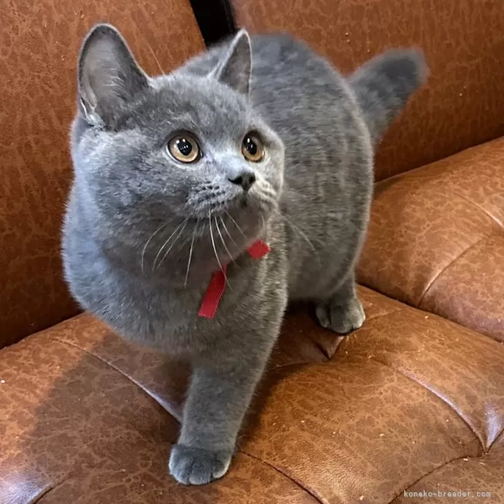 ID:2408-00054の子猫