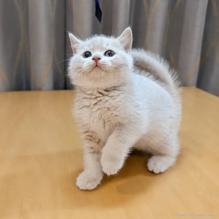 ID:2307-03333の子猫