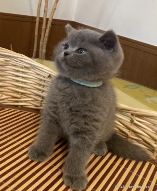 ID:2203-00153の子猫