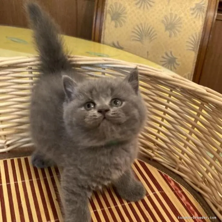 N.M 様のお迎えした子猫