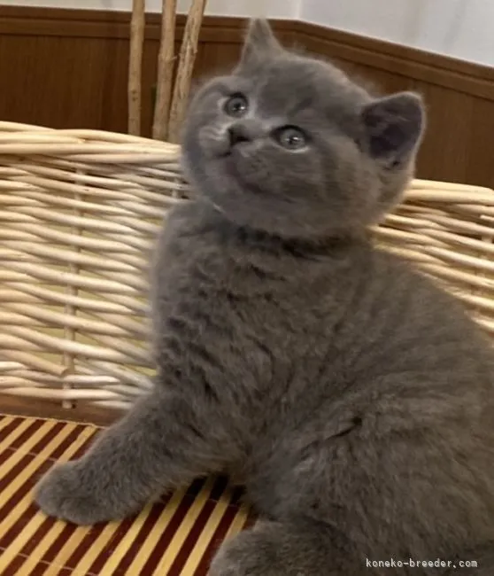 ロク 様のお迎えした子猫