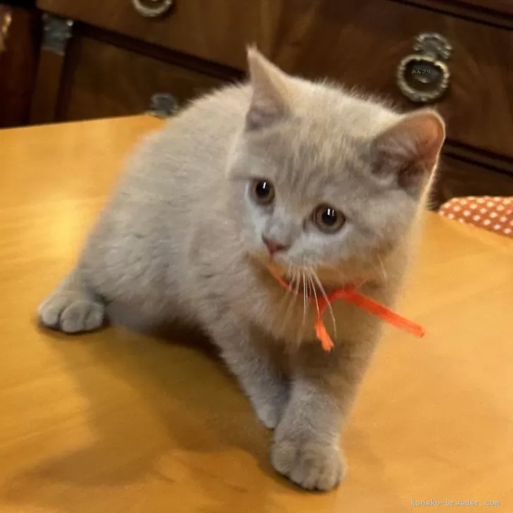 ID:2408-00070の子猫