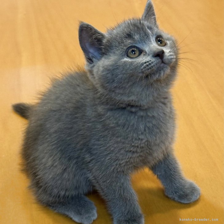 青い猫のぬいくるみ - ブリティッシュショートヘア リアルで生き生きとした