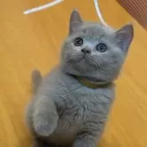 ブリティッシュショートヘア