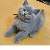 ブリティッシュショートヘア