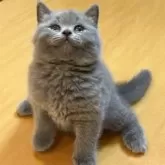 ブリティッシュショートヘア