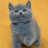 ブリティッシュショートヘア