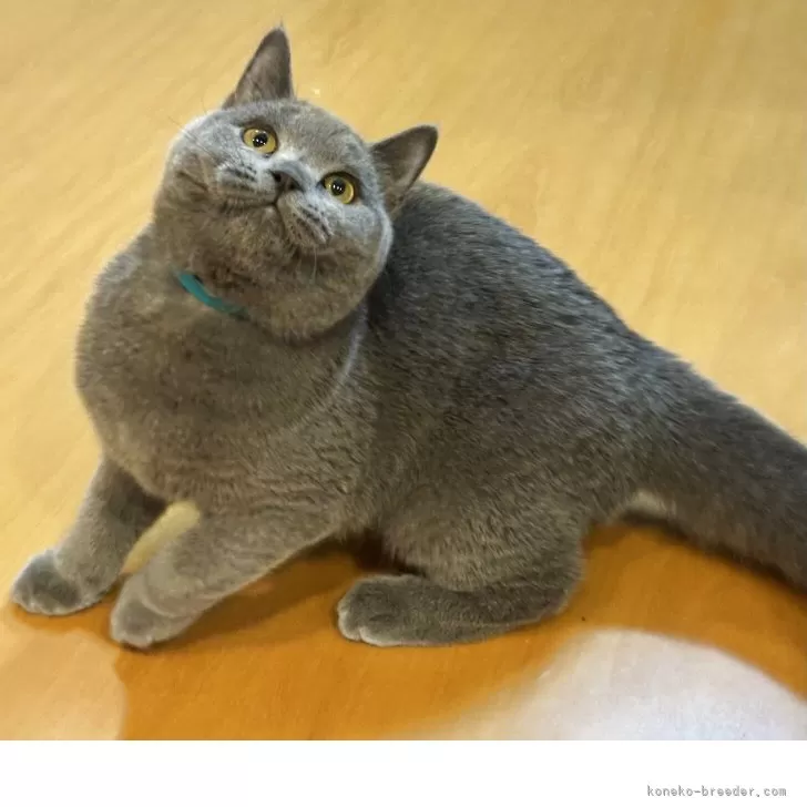 ブリティッシュショートヘア 青い猫のぬいぐるみ - リアルで生き生きとした 新品 ブリティッシュショートヘア 青い猫のぬいぐるみ - リアルで