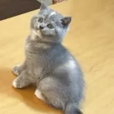 ブリティッシュショートヘア【神奈川県・女の子・2025年4月12日・ブルークリーム】の写真3