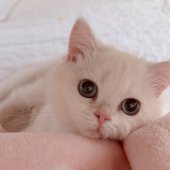ブリティッシュショートヘア【・女の子・2023年1月20日・シルバーチンチラポイント】「子猫のエルサ」