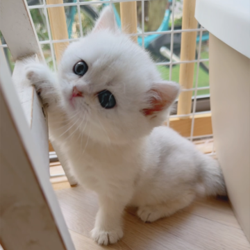 ブリティッシュショートヘア【兵庫県・男の子・2025年8月1日・シルバーポイント（軟らかくてフワフワです！）】の写真「とても可愛いお顔です♡小さな白くまさんみたい！」