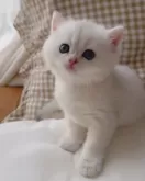 ブリティッシュショートヘア【兵庫県・男の子・2025年8月1日・シルバーポイント】の写真4