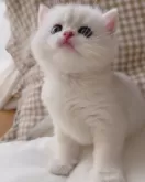 ブリティッシュショートヘア【兵庫県・男の子・2025年8月1日・シルバーポイント】の写真5