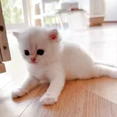 ブリティッシュショートヘア【兵庫県・男の子・2025年8月1日・シルバーポイント】の写真15