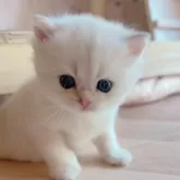 ブリティッシュショートヘア【兵庫県・男の子・2025年8月1日・シルバーポイント】の写真10