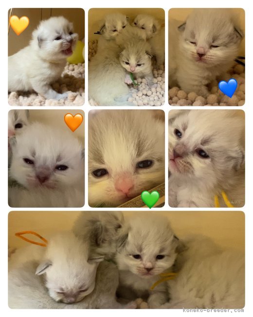 竹田まき子ブリーダーのブログ：ご見学予約受付中🤍🕊️～どうぞよろしくお願いいたします～