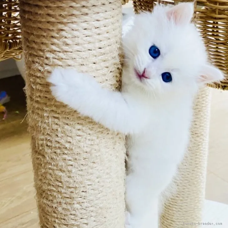 サイベリアン【北海道・女の子・2023年6月27日・ホワイト】の写真1「🩵🌿8/6撮影🌿🩵」