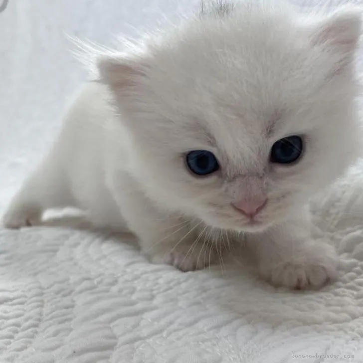 ID：2208-03065の子猫