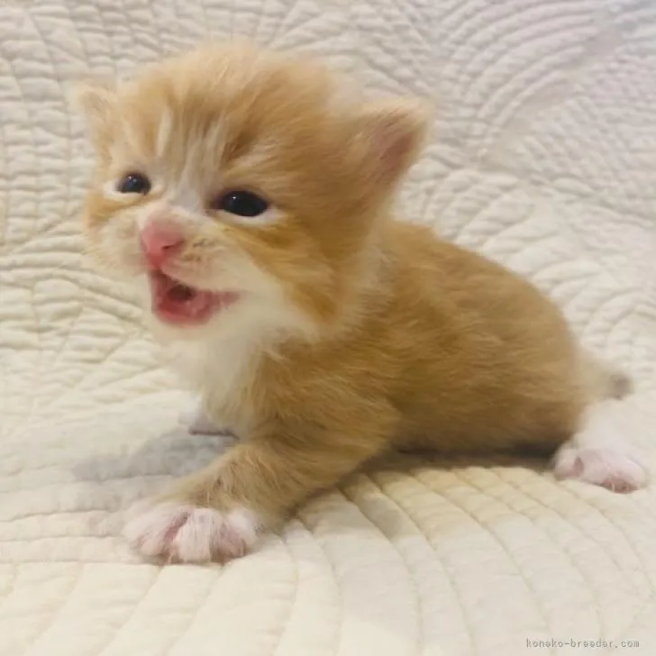 ID：2210-02441の子猫