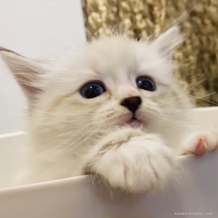 ID：2406-01813の子猫