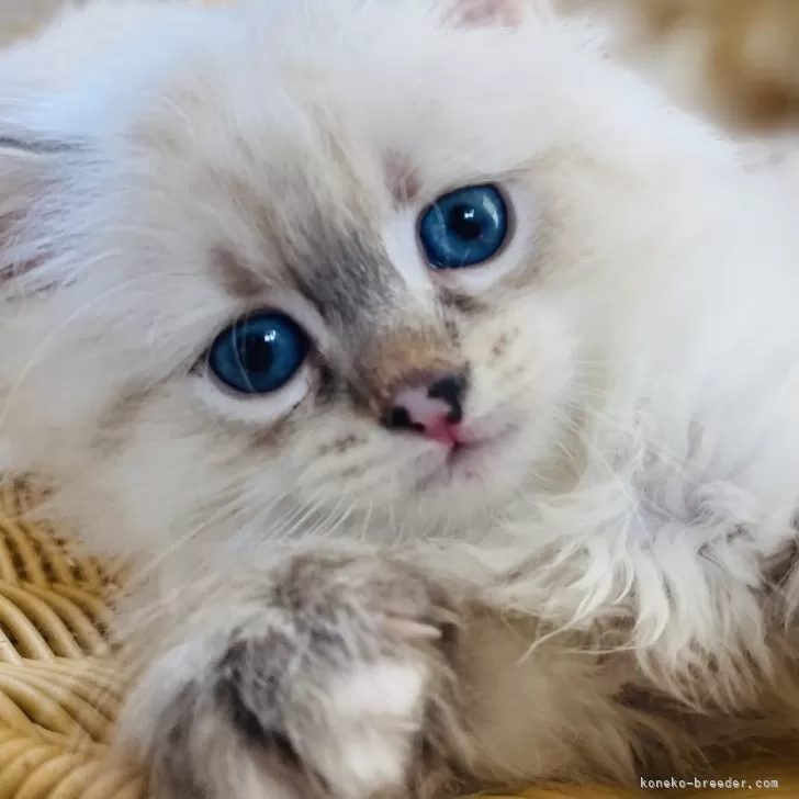 ID：2406-02534の子猫