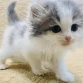 サイベリアン【北海道・女の子・2022年11月9日・ブルータビー&ホワイト】の写真1