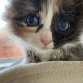 サイベリアン【北海道・女の子・2022年10月3日・キャリコ】の写真1「🫧キャリコのおんなのこ🤍🫧」