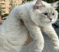 サイベリアン【・男の子・2022年11月12日・ブルータビーポイント】「明るくて人懐っこい性格です。」