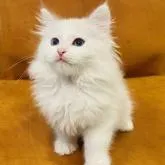 ネヴァマスカレード【北海道・男の子・2022年10月27日・ブルー タビーポイント ウィズ ホワイト】の写真3