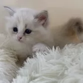 サイベリアン【北海道・女の子・2025年7月28日・ブルータビーポイントバイカラーウィズシルバー】の写真14