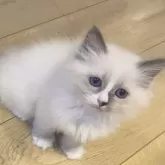 サイベリアン【北海道・女の子・2025年7月17日・ブルーポイントバイカラーウィズホワイト】の写真5