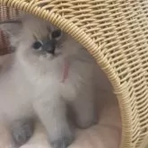 サイベリアン【北海道・女の子・2025年7月28日・ブルータビーポイント】の写真7