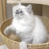 サイベリアン【北海道・女の子・2025年7月28日・ブルータビーポイント】の写真15