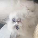 サイベリアン【北海道・女の子・2025年7月17日・ブルーポイントバイカラーウィズホワイト】の写真12