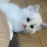 サイベリアン【北海道・女の子・2025年7月28日・ブルータビーポイントバイカラーウィズシルバー】の写真13