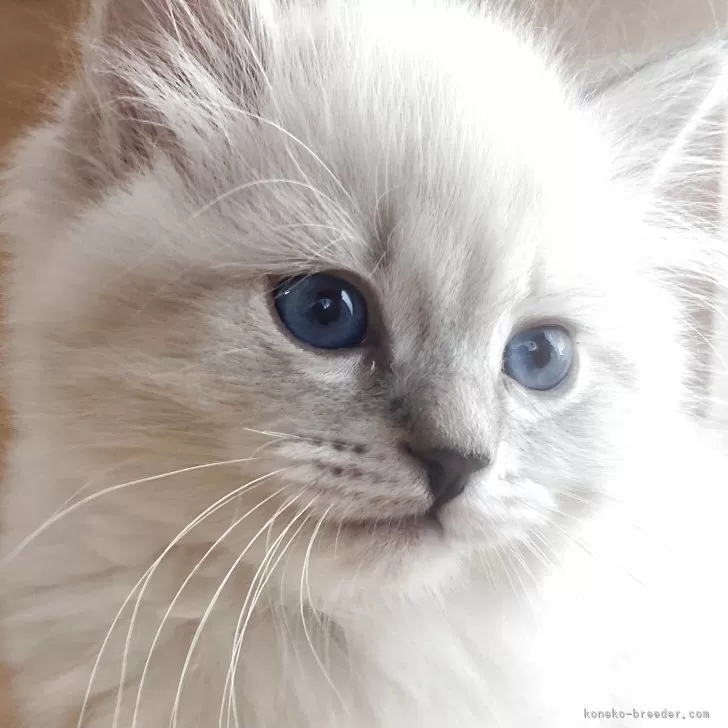 ID:2504-03241の子猫