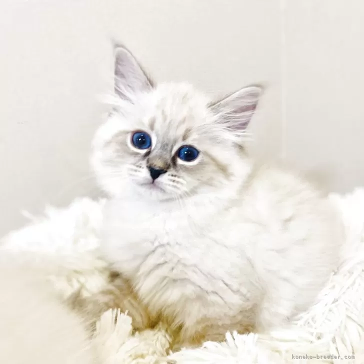 ID:2505-01625の子猫