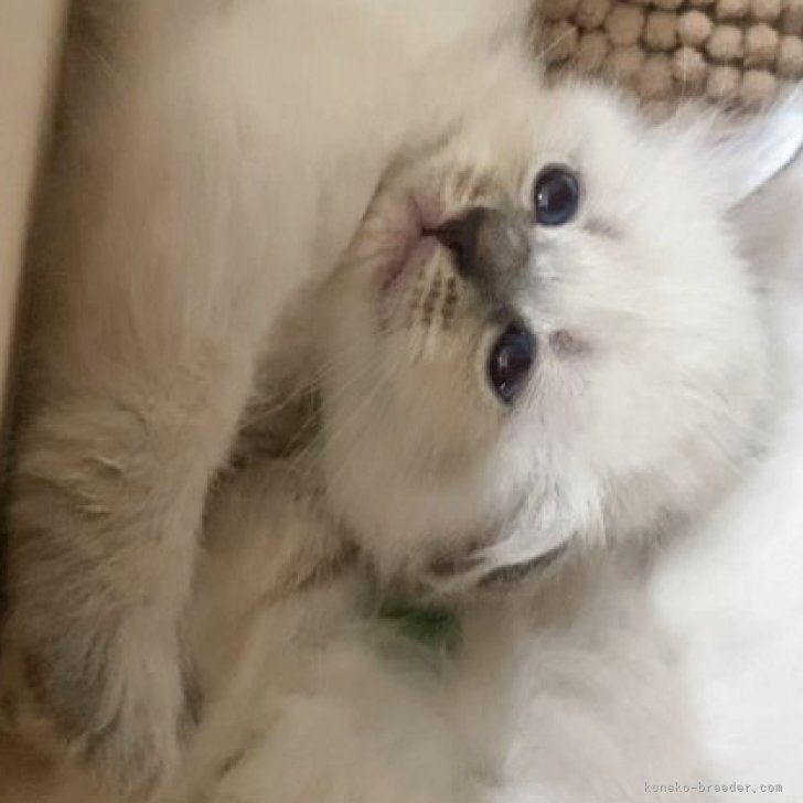 ブリーダー画像