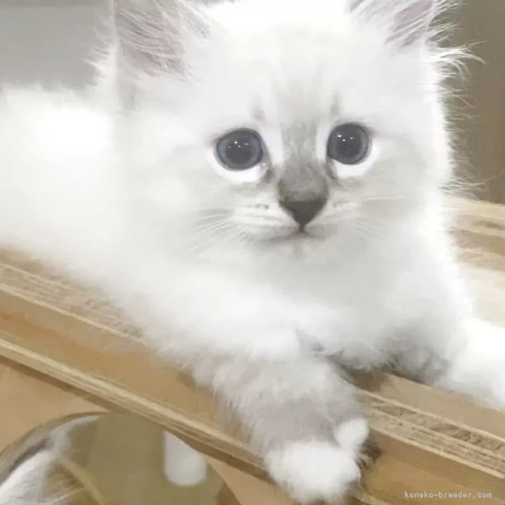 R.A 様のお迎えした子猫