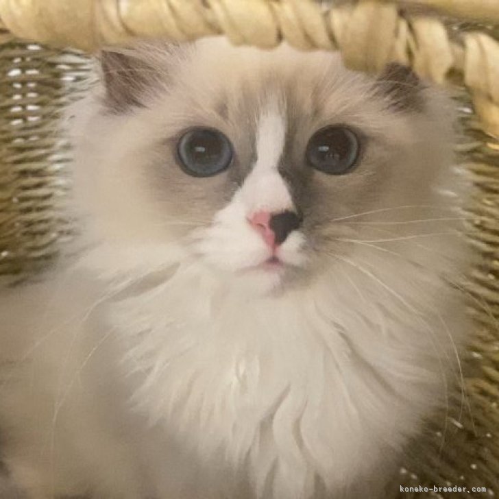 ブリーダー画像