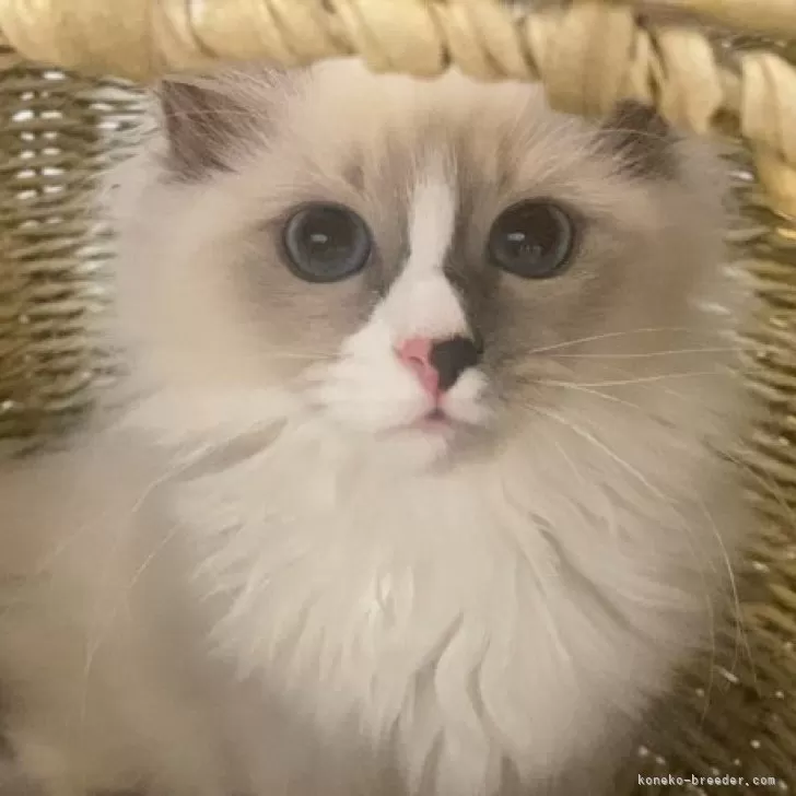 サイベリアン【北海道・女の子・2025年7月17日・ブルーポイントバイカラーウィズホワイト】の写真1