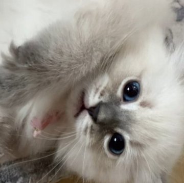 サイベリアン【北海道・女の子・2025年7月28日・ブルータビーポイント】の写真「両親外産🕊️父猫WCFチャンピオン＆母猫CH直子」