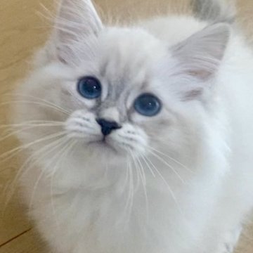 サイベリアン【北海道・女の子・2025年7月28日・ブルータビーポイント】の写真「両親外産🕊️父猫WCFチャンピオン＆母猫CH直子」