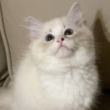 サイベリアン【北海道・女の子・2025年7月28日・ブルータビーポイントバイカラーウィズシルバー】の写真「両親外産🕊️父猫WCFチャンピオン&母猫CH直子」