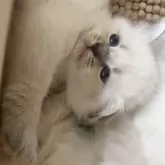 サイベリアン