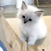 サイベリアン