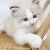 サイベリアン