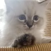サイベリアン